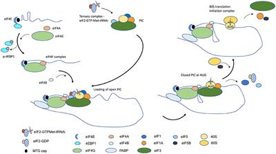 Disorder at the Start: The Contribution of Dysregulated Translation Initiation to Cancer Therapy Resistance